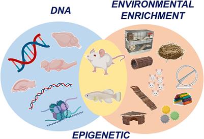 Editorial: Environmental Enrichment as a Treatment? Epigenetic Mechanisms, Challenges and Limitations